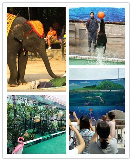 普洱大飛輪馬戲團表演出租火爆預約