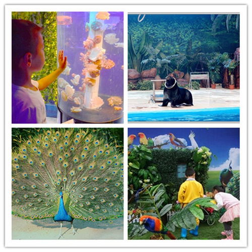 舟山出租海獅表演有口皆碑