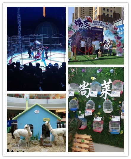 泗洪縣鸚鵡表演出租價格明細