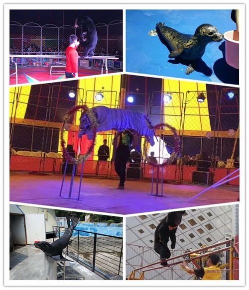 寵物小羊駝租賃一天多少錢出租鸚鵡表演多少錢