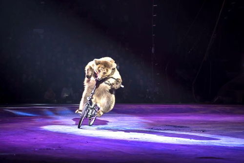 有名氣的馬戲團出租表演