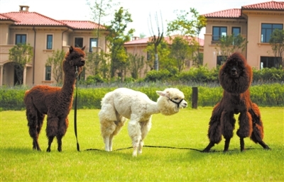 公司開業(yè) 精彩的馬戲團(tuán)表演 火爆一夏