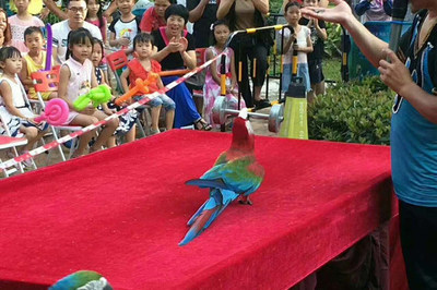 【馬戲團動物表演出租濟寧市】價格_廠家_批發(fā)_參數(shù)_圖片_活動策劃欄目