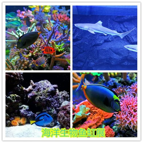 東陽當(dāng)?shù)伛R戲團表演租賃