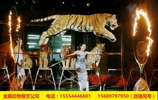 福州市夢(mèng)幻皇家馬戲團(tuán)表演出租租賃海洋展出租