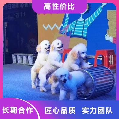 馬戲團(tuán)表演出租活動(dòng)慶典