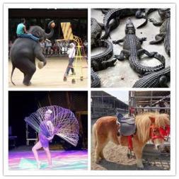 皇家大馬戲團(tuán)雜技表演出租 動(dòng)物表演 騎乘馬羊駝?wù)褂[出租