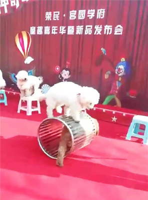 馬戲團表演出租獅子老虎表演出租狗熊猴子小馬戲表演出