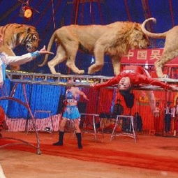 馬戲團(tuán)雜技表演皇家馬戲團(tuán)表演租賃