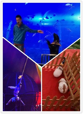 浙江省皇家馬戲團(tuán)表演出租租賃海洋展