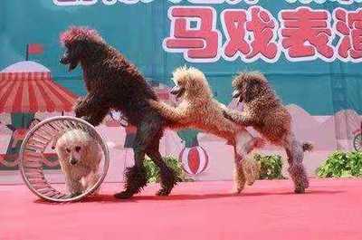 晉城市城區羊駝出租動物出租展覽 在哪展覽