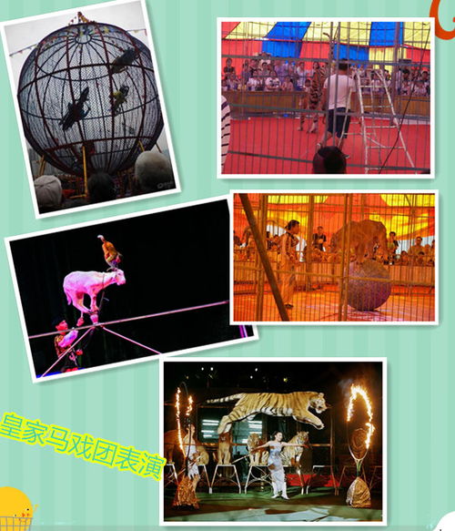 湖州市馬戲團表演出租