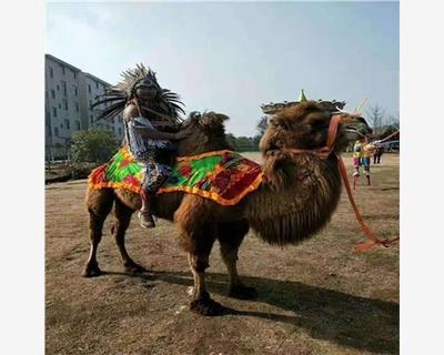 永春縣馬戲團動物表演價格合作流程