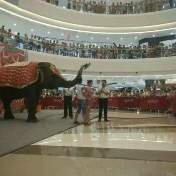 恩施州附近馬戲團表演出租哪里有