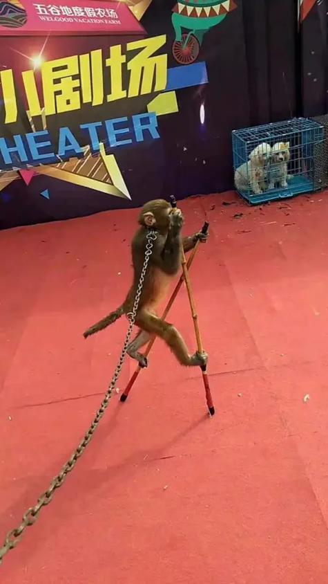 孝感雜技專場(chǎng)出租 #荊州馬戲團(tuán)表演出