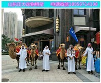 保定小動(dòng)物表演出租 打造萌寵與海洋動(dòng)物的精彩盛宴