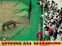 馬戲團表演出租、獅虎表演及冰雕展出租賃全方位指南